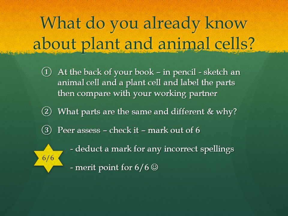Animal & Plant Cells LO: To be able to prepare slides for viewing under the  light microscope Can label plant and animal cell structures and describe  their. - ppt download
