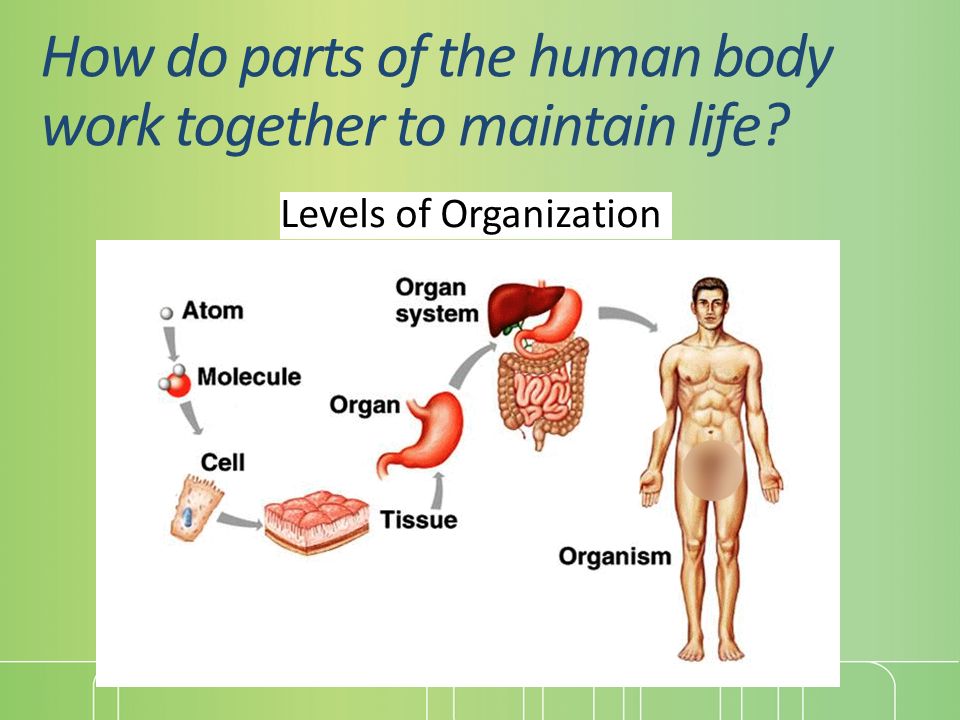 wallpapers Organ System Level Of Biological Organization systems overview mrs howland biology
