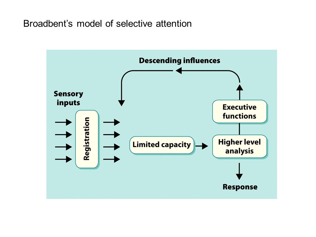 Broadbent’s model of selective attention