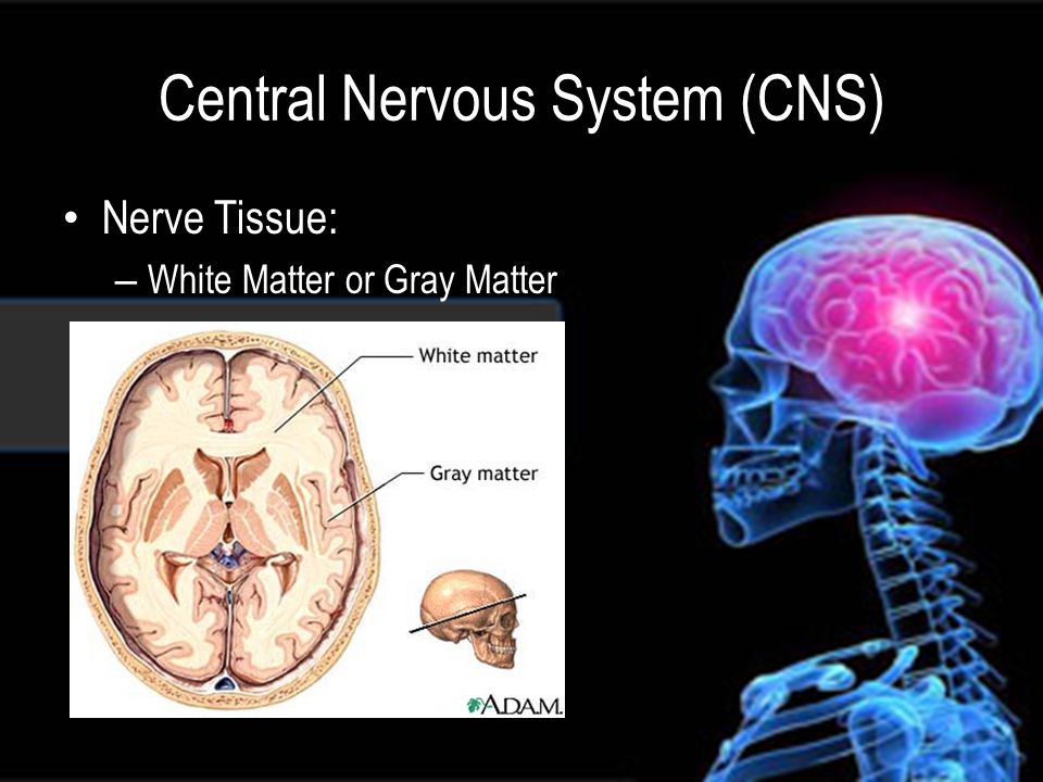 Nervous System Divisions Central Nervous System Cns Brain And