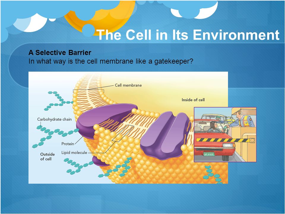 The Cell in Its Environment How do Materials Move Into and Out of 