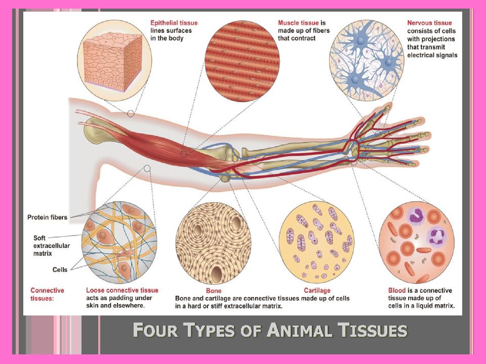 4 types of human tissue