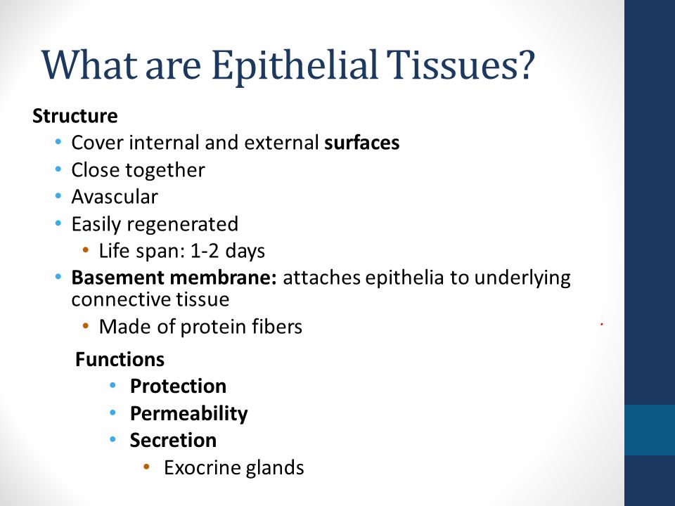 Histology 4 Types Of Tissues Human Body Connective 3 What