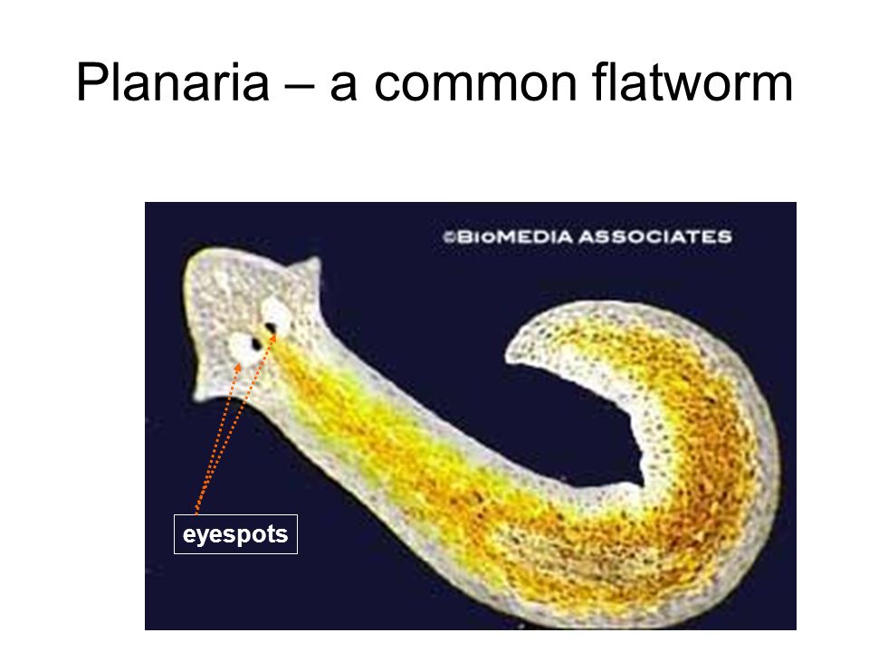 Planaria – a common flatworm eyespots