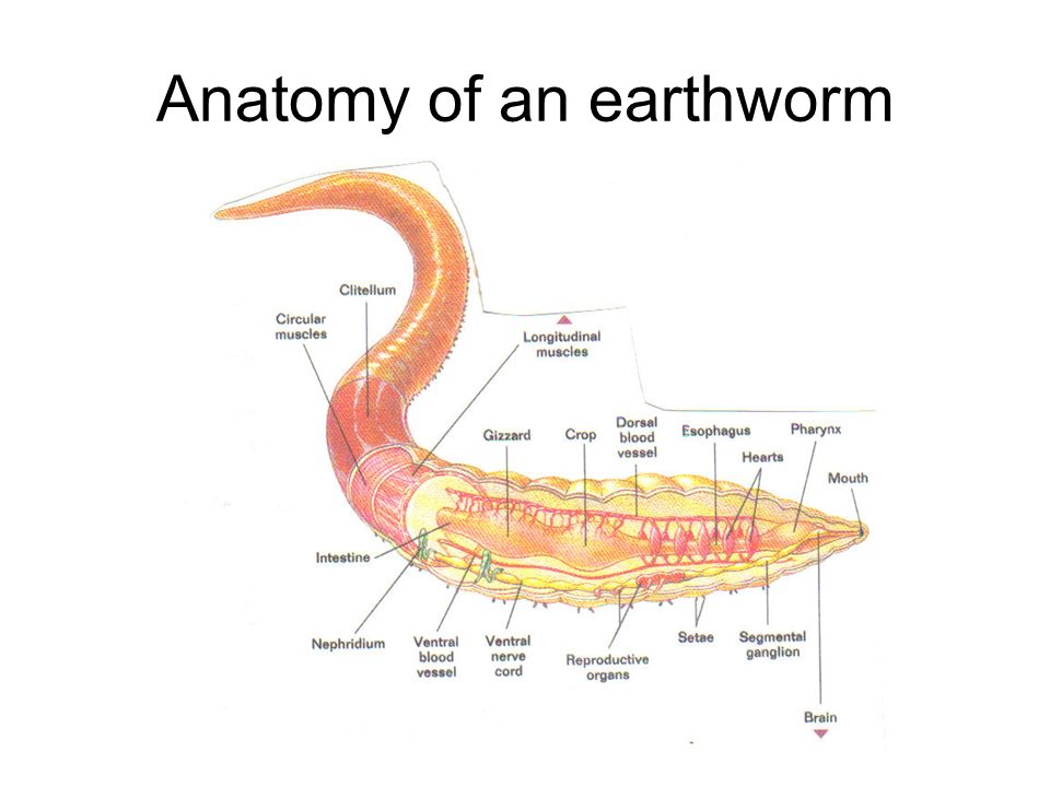 Anatomy of an earthworm