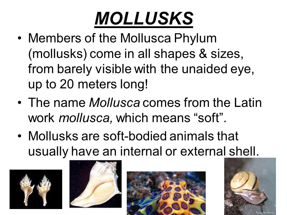 MOLLUSKS Members of the Mollusca Phylum (mollusks) come in all shapes & sizes, from barely visible with the unaided eye, up to 20 meters long.