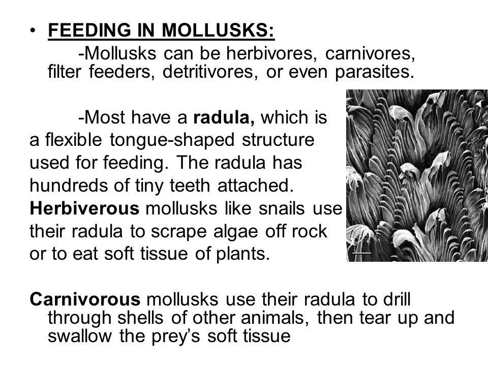 FEEDING IN MOLLUSKS: -Mollusks can be herbivores, carnivores, filter feeders, detritivores, or even parasites.