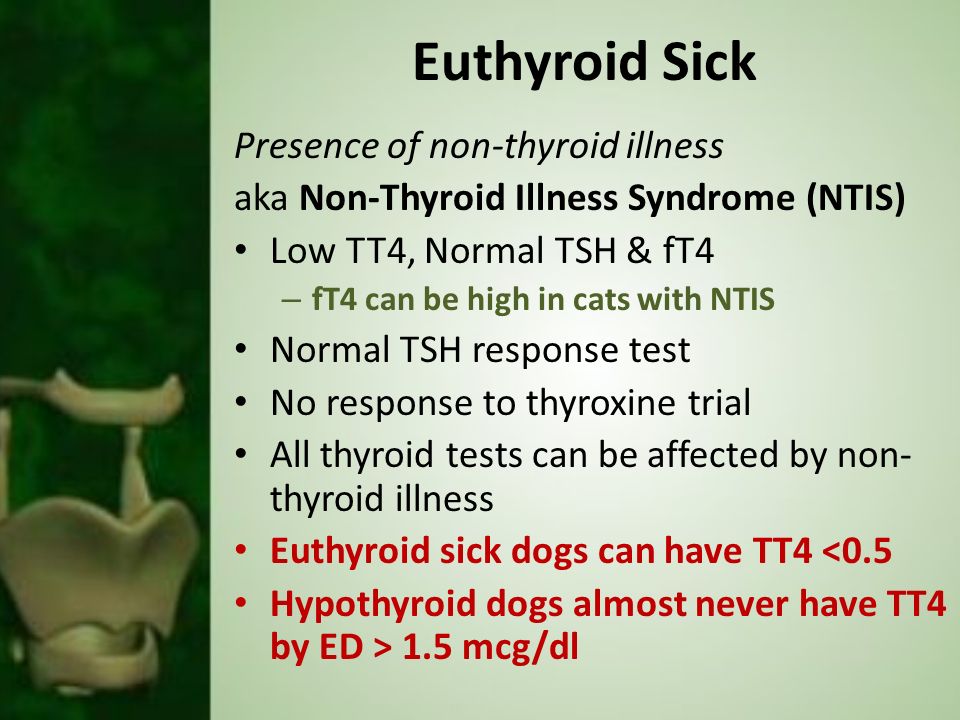 Hypothyroidism Wendy Blount. DVM. Thyroid Terms thyros – shield cretinism –  congenital lack of thyroid hormones In dogs and cats there are 2 thyroid  glands. - ppt download