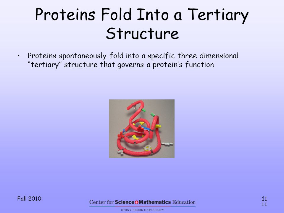 Fall Proteins spontaneously fold into a specific three dimensional tertiary structure that governs a protein’s function Proteins Fold Into a Tertiary Structure