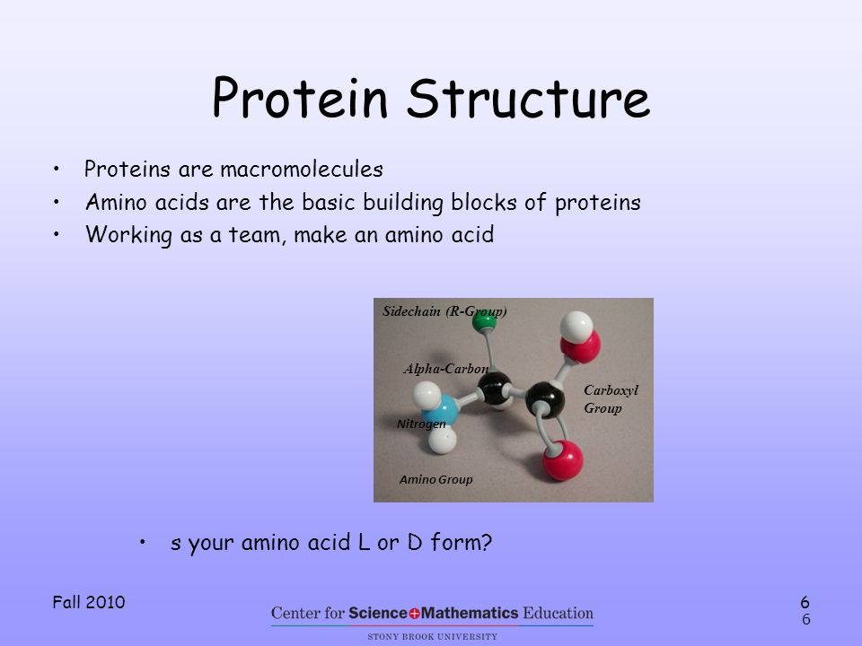 Fall Proteins are macromolecules Amino acids are the basic building blocks of proteins Working as a team, make an amino acid 6 Protein Structure Nitrogen Amino Group Carboxyl Group Alpha-Carbon Sidechain (R-Group) s your amino acid L or D form
