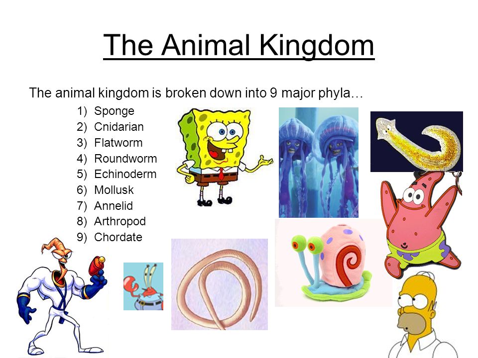 Introduction to Animals Mrs. Nell 7 th Grade Life Science Unit. - ppt  download