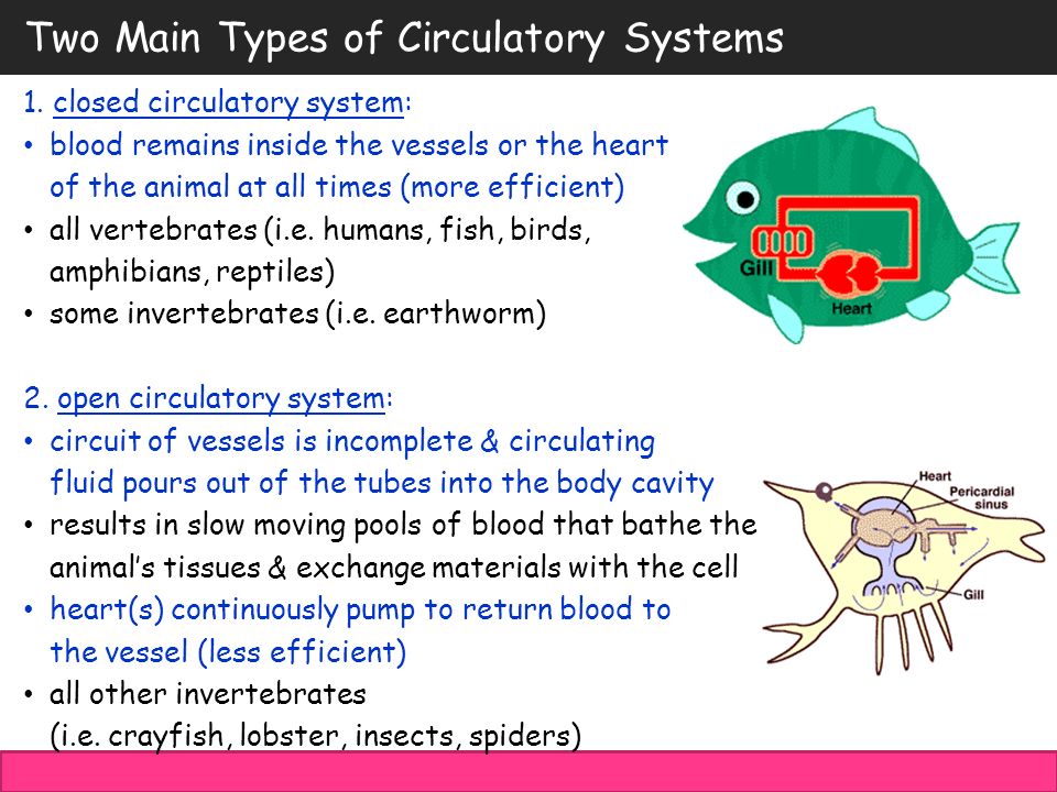 THE CIRCULATORY SYSTEM. The Circulatory System Importance in large