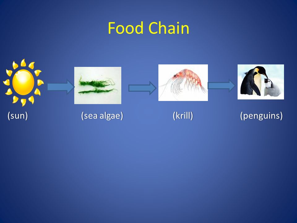 emperor penguin food chain