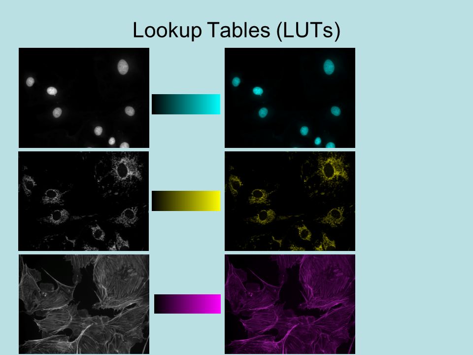 Lookup Tables (LUTs)