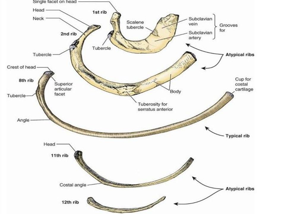 Размер ребра. Строение 12 ребра. Строение 11 ребра. Строение 11 и 12 ребра. Двенадцатое ребро анатомия.