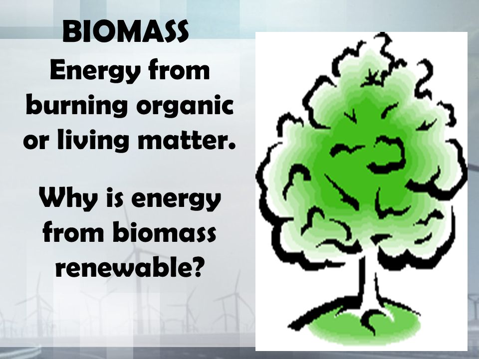 BIOMASS Energy from burning organic or living matter. Why is energy from biomass renewable