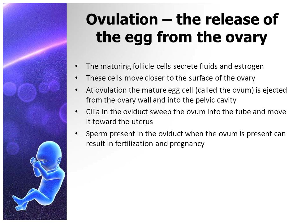 what is a mature egg called Mexican big tits nude