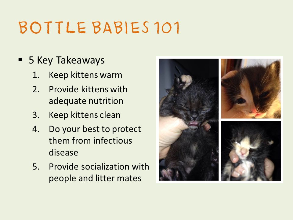 how to keep baby kittens warm