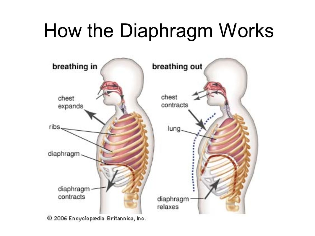 Три диафрагмы у человека. Механизм дыхания диафрагма вдох и выдох. Движение диафрагмы при вдохе и выдохе. Грудная клетка на вдохе и выдохе. Дыхательные мышцы вдоха и выдоха.