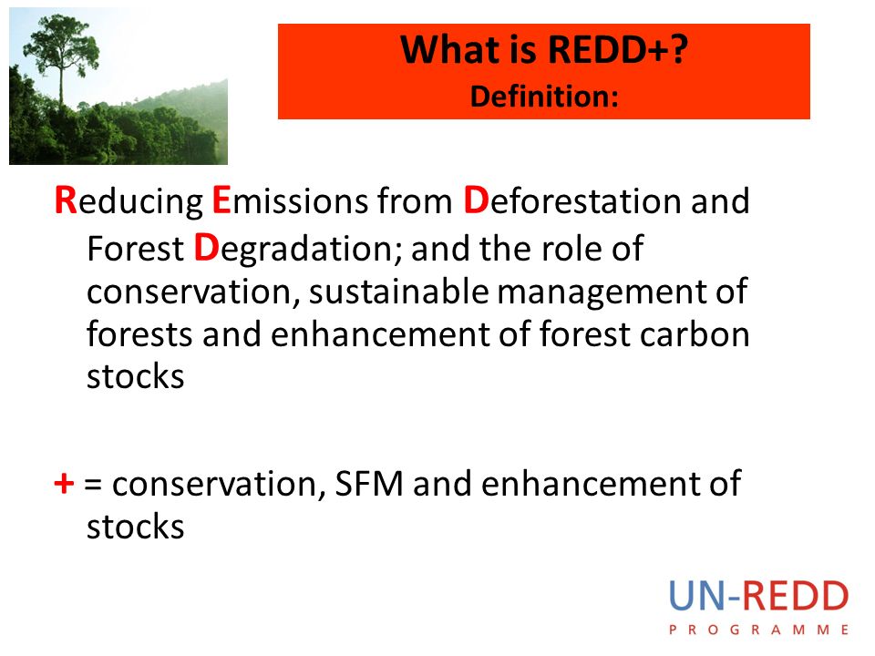 Introduction to REDD+, status in Asia-Pacific, and UN-REDD Programme Tim Boyle UN-REDD Regional Coordinator UNDP Regional Centre, Bangkok. - download