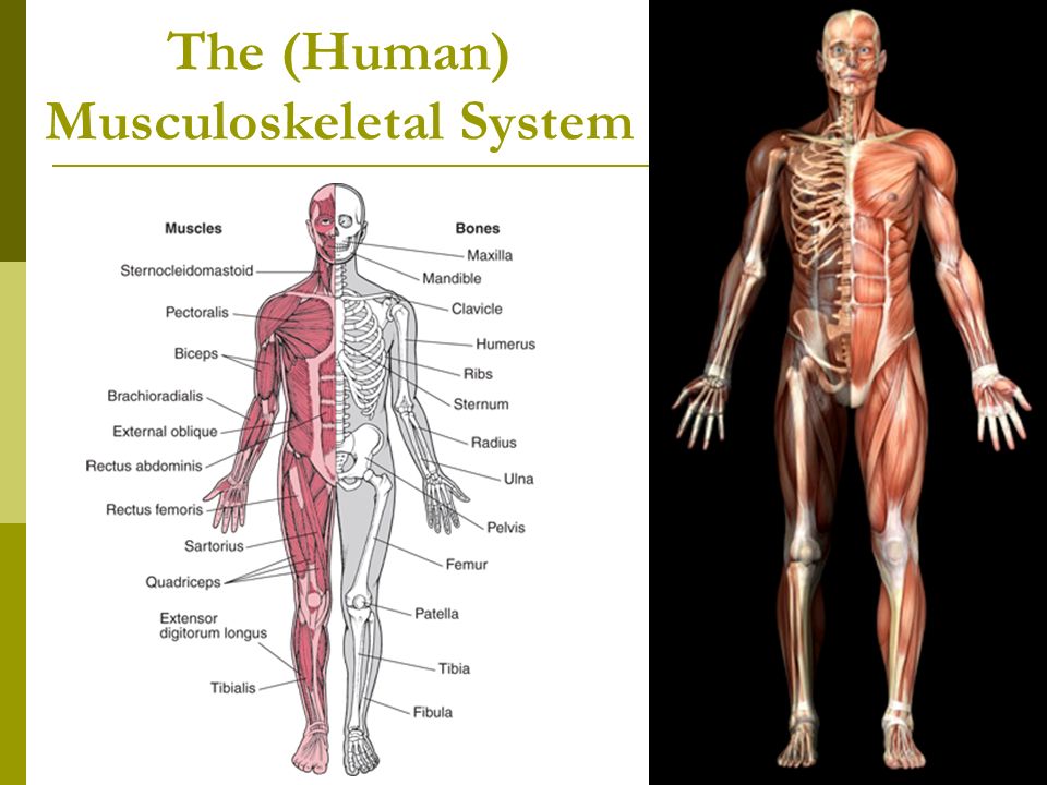 the human musculoskeletal system