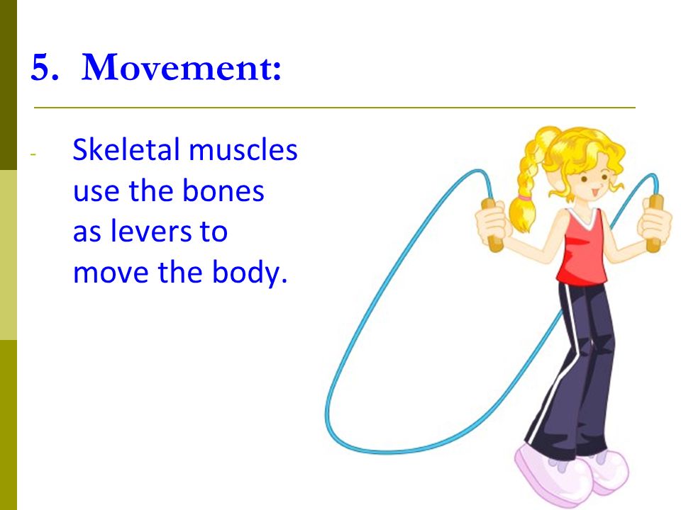 5. Movement: - Skeletal muscles use the bones as levers to move the body.