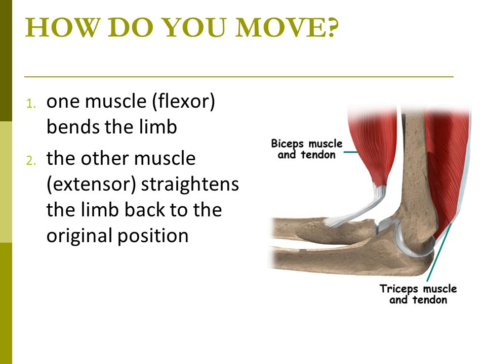 HOW DO YOU MOVE. 1. one muscle (flexor) bends the limb 2.