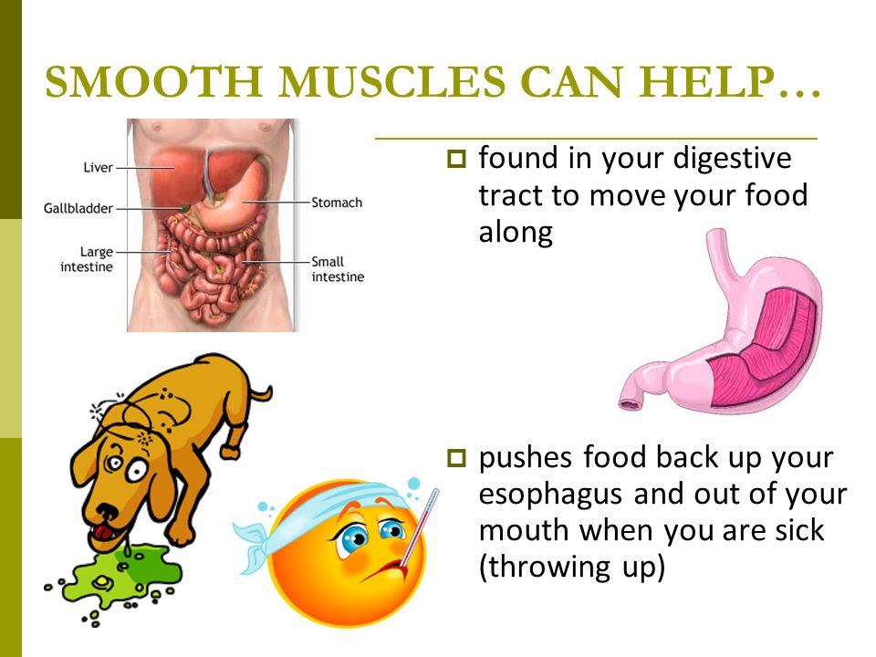 SMOOTH MUSCLES CAN HELP…  found in your digestive tract to move your food along  pushes food back up your esophagus and out of your mouth when you are sick (throwing up)