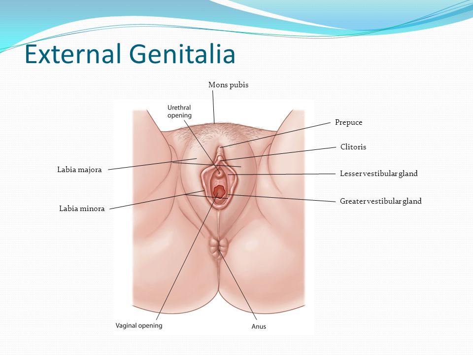 Glands In Vaginal Area.