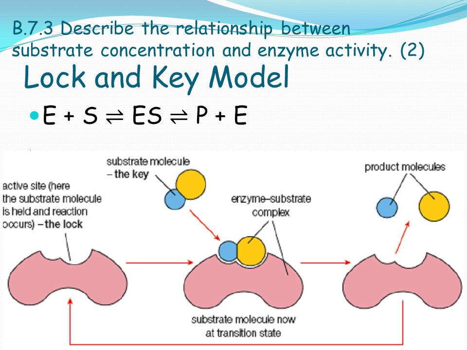 Enzymes Assessment Statements B 7 1 Describe The Characteristics Of Biological Catalysts Enzymes 2 B 7 2 Compare Inorganic Catalysts And Biological Ppt Download