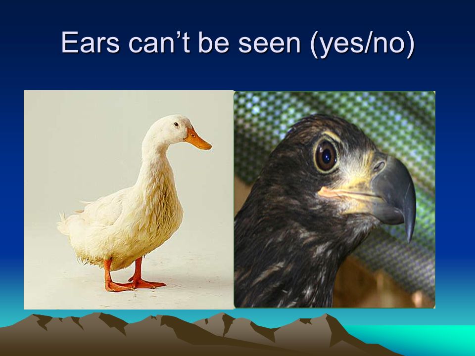 EAR TO EAR Different animals have different kinds of ears here are some  animals observe their ears. - ppt download