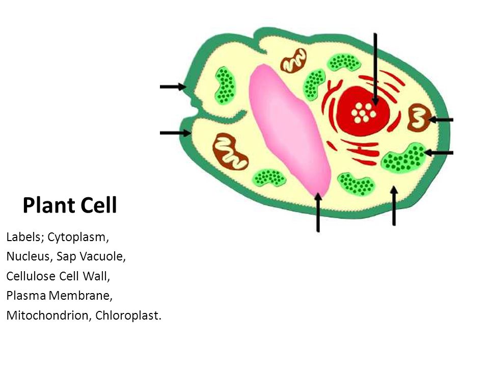 Bridging The Gap Between Gcse And A Level Plant Cell Labels Cytoplasm Nucleus Sap Vacuole Cellulose Cell Wall Plasma Membrane Mitochondrion Ppt Download