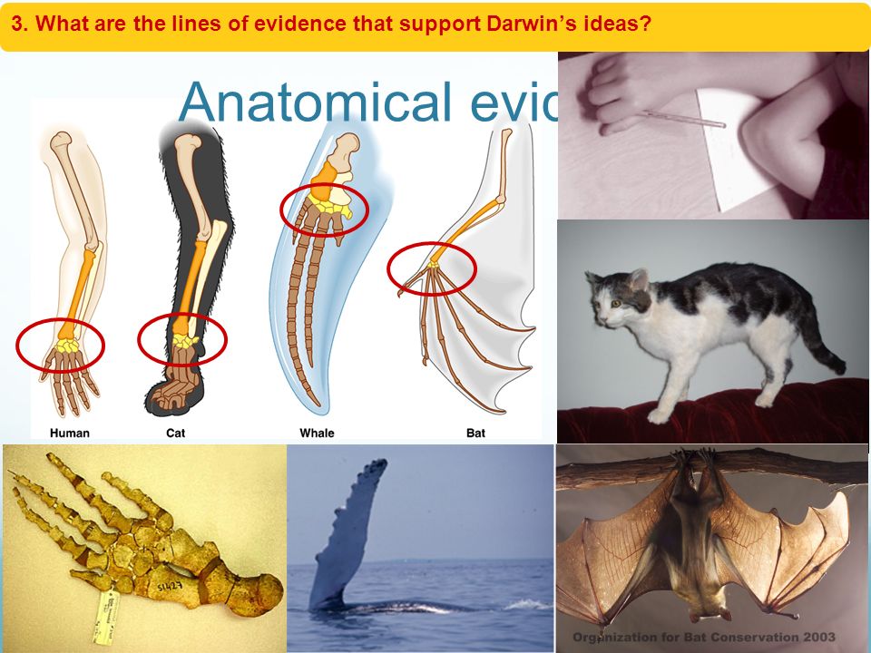 2. What are the lines of evidence that support Darwin’s ideas.