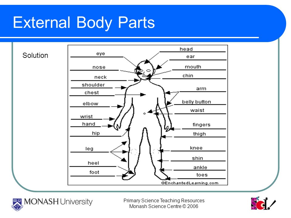 Primary Science Teaching Resources Monash Science Centre © 2006 External Body Parts Solution