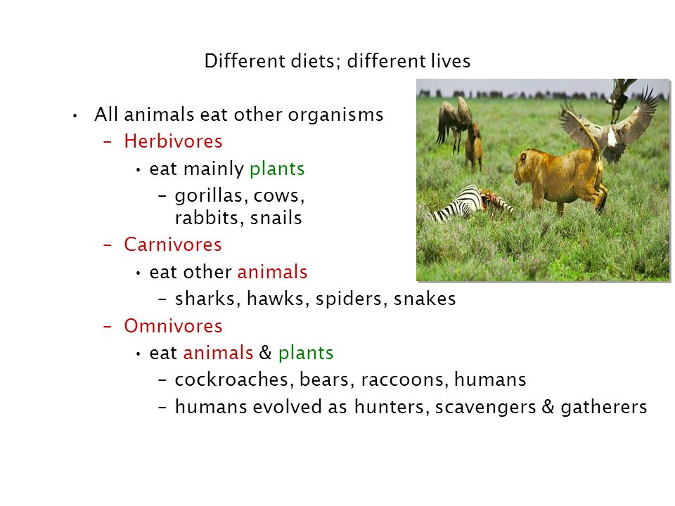 Animal Nutrition Human Digestion What do animals need to live? Animals make  energy using: –food –oxygen Animals build bodies using: –food for raw  materials. - ppt download