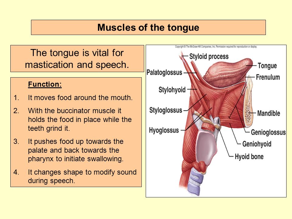 Muscles of the tongue Function: 1.It moves food around the mouth.
