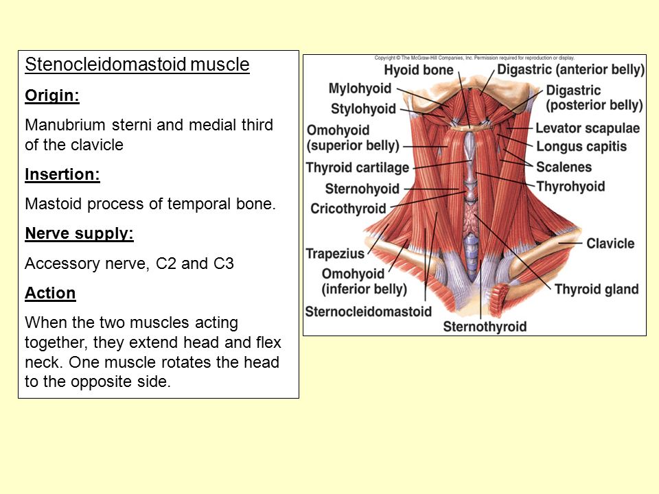 Stenocleidomastoid muscle Origin: Manubrium sterni and medial third of the clavicle Insertion: Mastoid process of temporal bone.