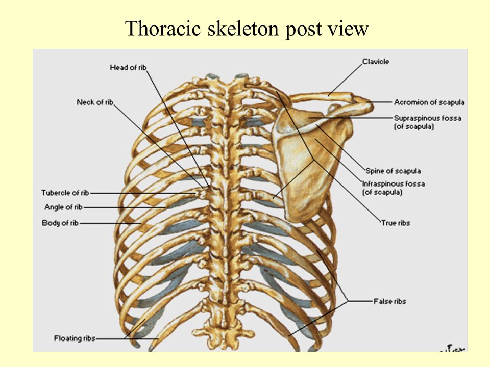 36 Thoracic skeleton post view