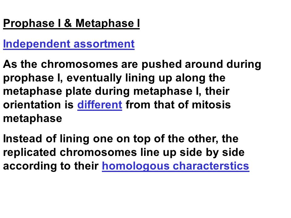 Prophase I & Metaphase I Independent assortment As the chromosomes are pushed around during prophase I, eventually lining up along the metaphase plate during metaphase I, their orientation is different from that of mitosis metaphase Instead of lining one on top of the other, the replicated chromosomes line up side by side according to their homologous characterstics