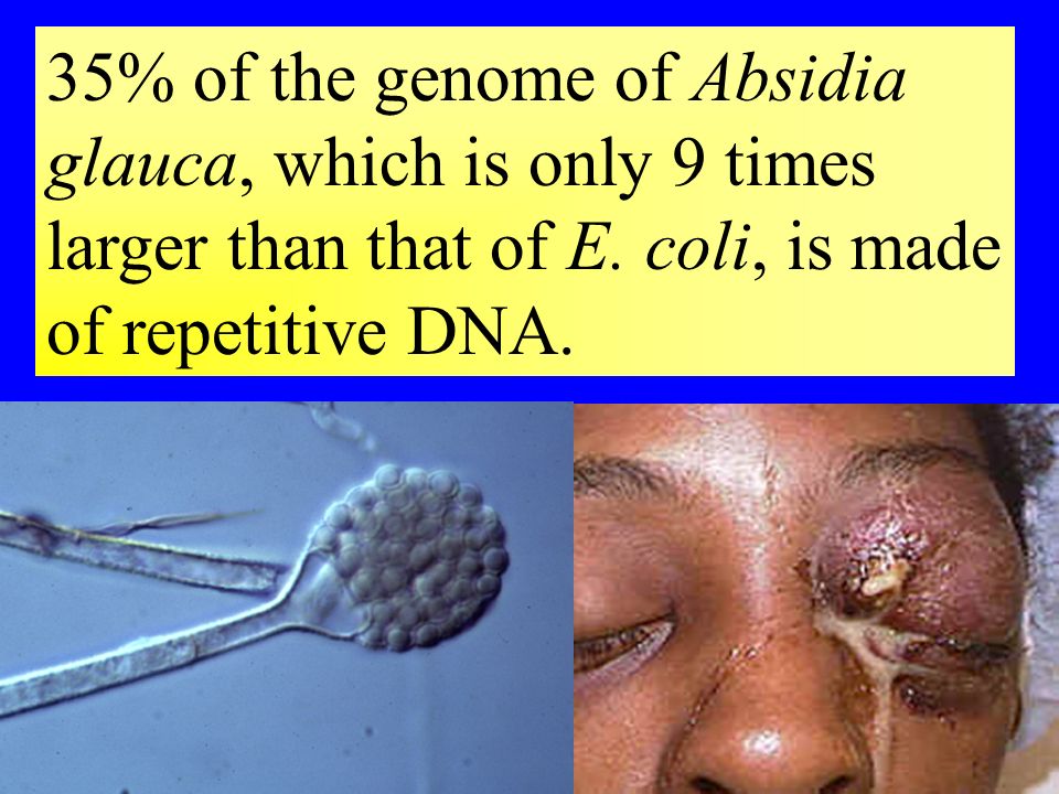 13 35% of the genome of Absidia glauca, which is only 9 times larger than that of E.