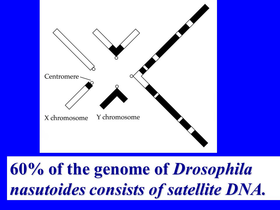 19 60% of the genome of Drosophila nasutoides consists of satellite DNA.