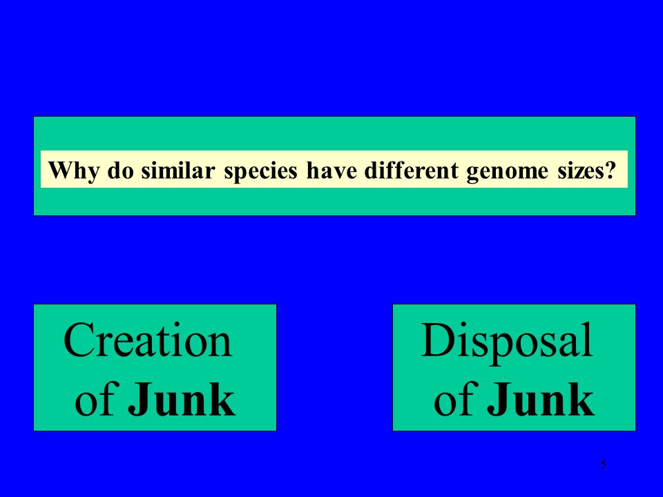 5 Why do similar species have different genome sizes Creation of Junk Disposal of Junk