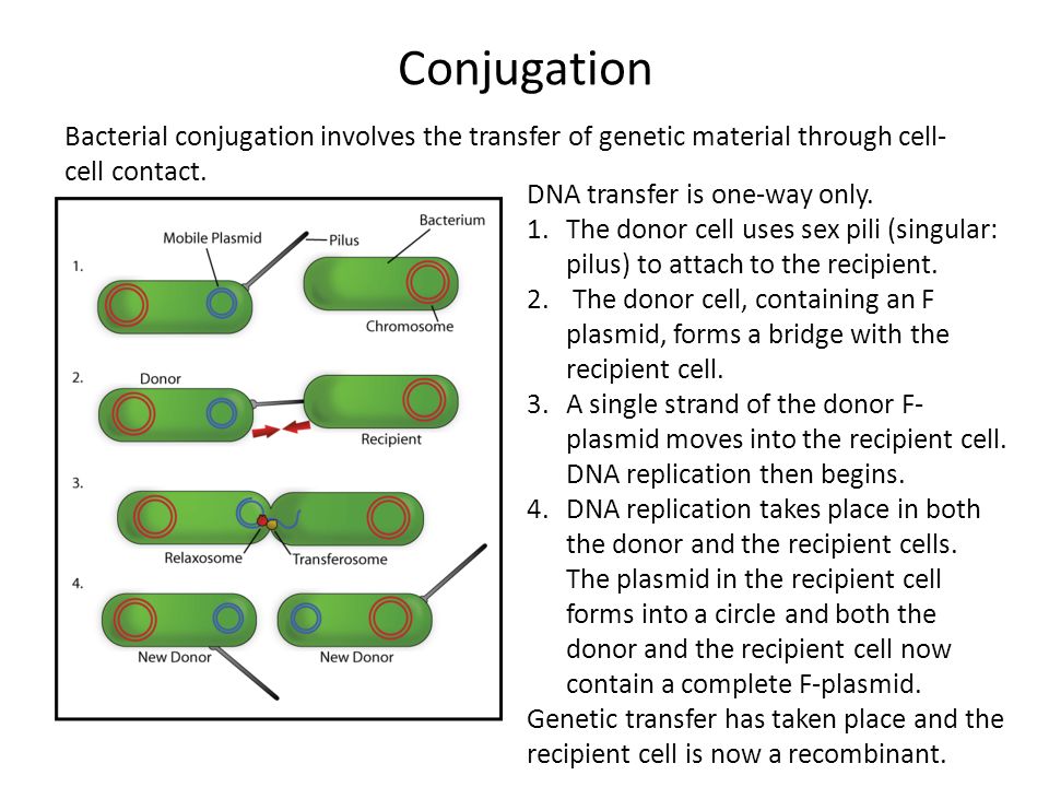 Conjugation Bacterial conjugation involves the transfer of genetic material...