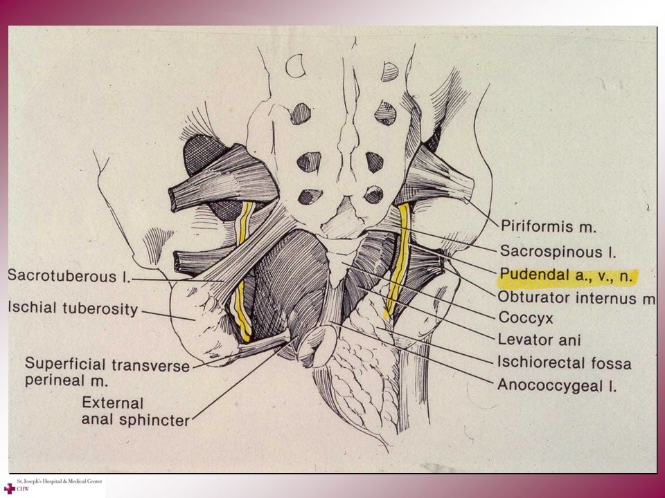 Половой нерв симптомы у женщин. Запирательный нерв анатомия. Срамной нерв топография. Срамной нерв анатомия. Срамной нерв зона иннервации.