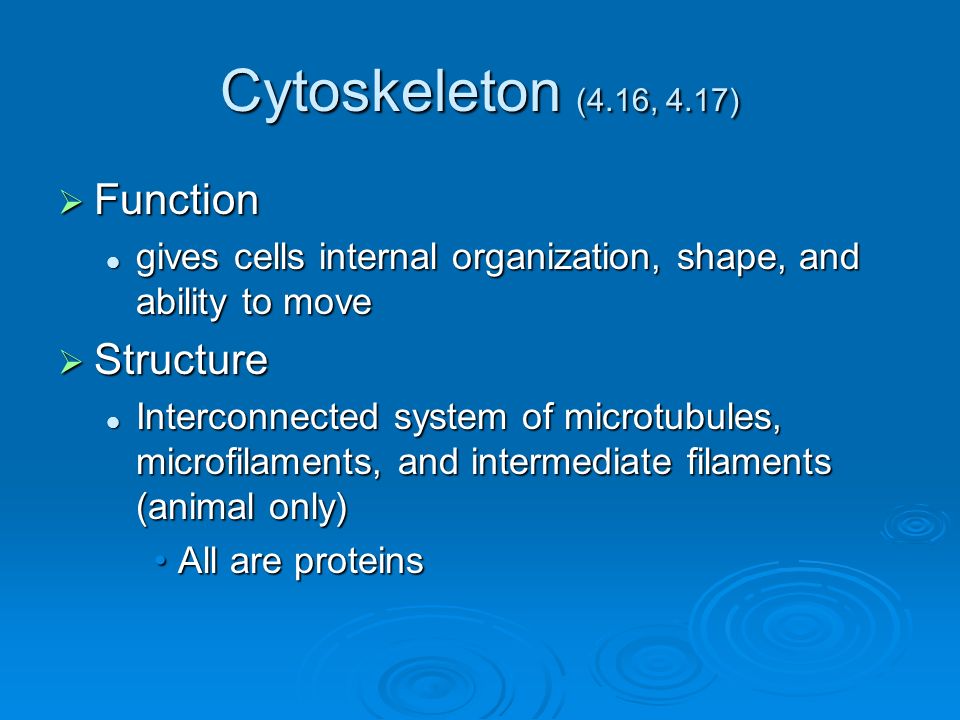 Cytoskeleton (4.16, 4.17)  Function gives cells internal organization, shape, and ability to move gives cells internal organization, shape, and ability to move  Structure Interconnected system of microtubules, microfilaments, and intermediate filaments (animal only) Interconnected system of microtubules, microfilaments, and intermediate filaments (animal only) All are proteinsAll are proteins