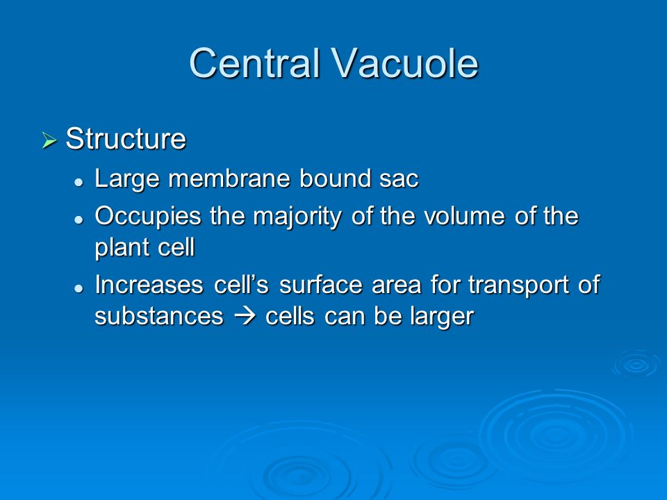 Central Vacuole  Structure Large membrane bound sac Large membrane bound sac Occupies the majority of the volume of the plant cell Occupies the majority of the volume of the plant cell Increases cell’s surface area for transport of substances  cells can be larger Increases cell’s surface area for transport of substances  cells can be larger