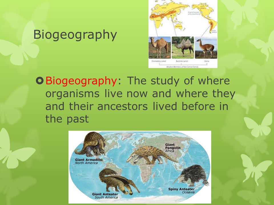 Biogeography Evolution