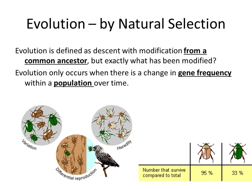 Evolution - by Natural Selection Evolution is defined as descent with modif...