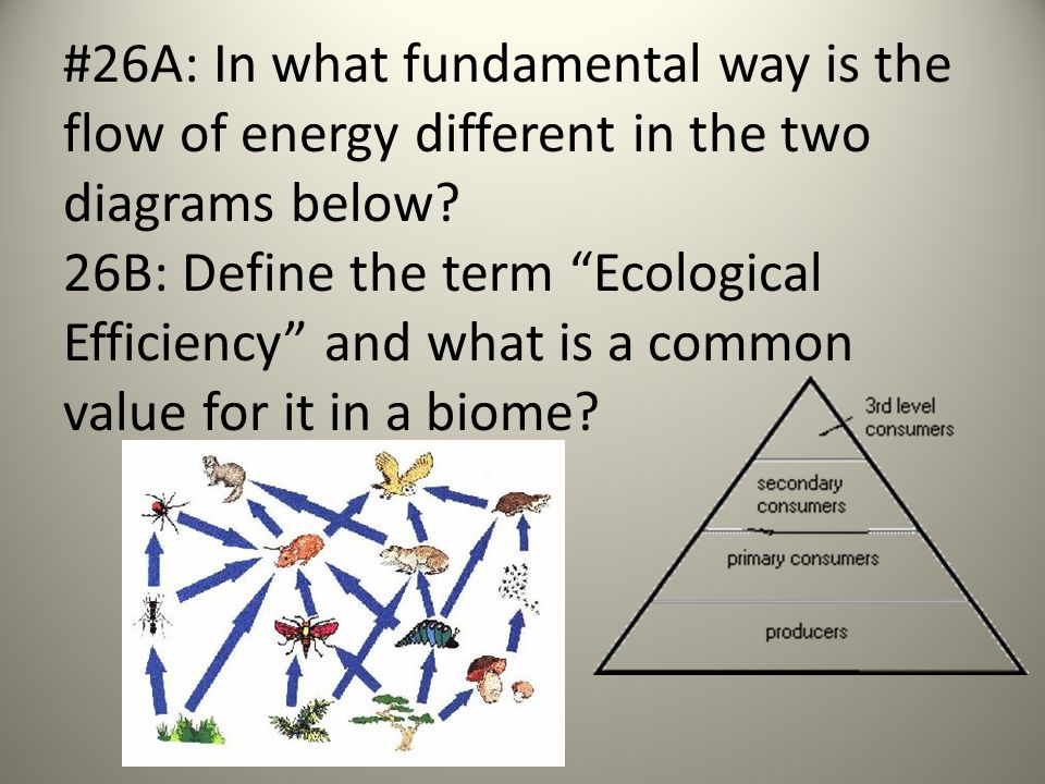 define ecological efficiency