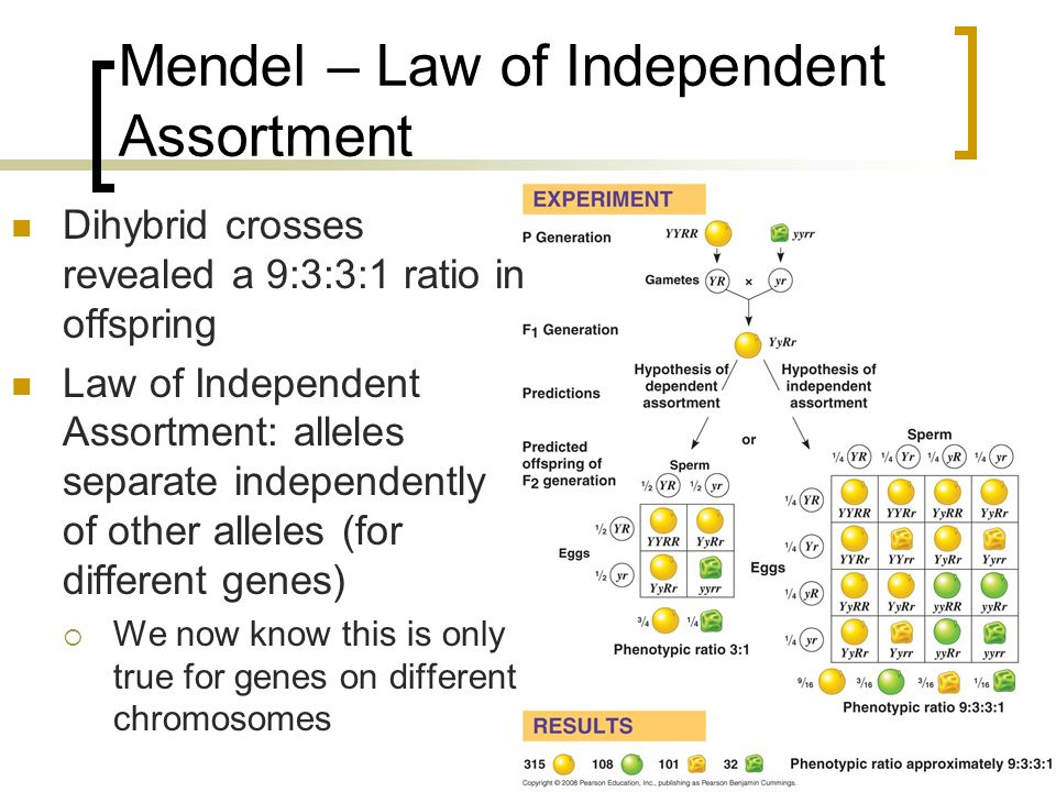 Mendel Genetic Variation Chapter 14 What You Need To Know